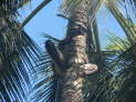 db_14-0515- db_14-0515-