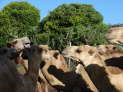 db_14-0934- db_14-0934-
