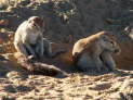 Kgalagadi Nationalpark