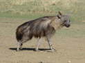 Kgalagadi Nationalpark