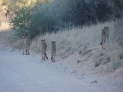 Kgalagadi Nationalpark