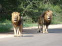 Kruger Nationalpark