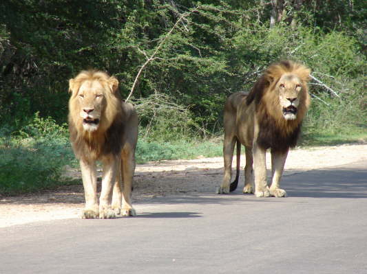 Kruger Nationalpark
