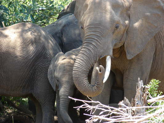 Kruger Nationalpark