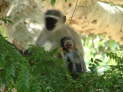 Kruger Nationalpark