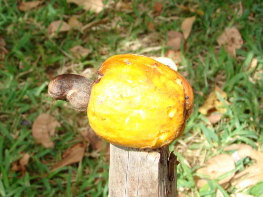 Vilanculos