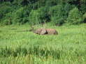 Chimanimani-Forrest