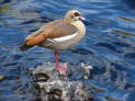 Silvermine Nature Reserve