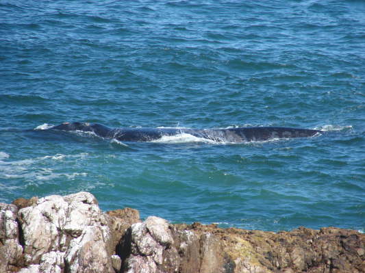 Hermanus