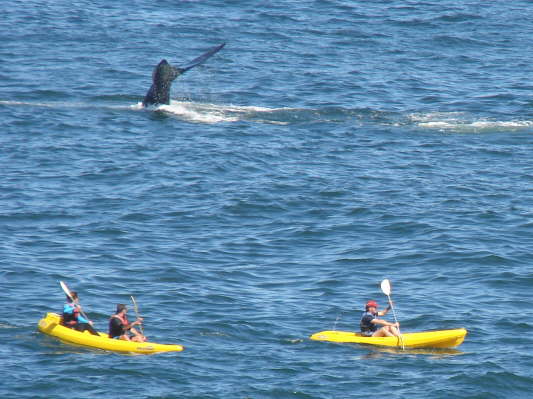 Hermanus