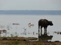 Nakuru-Nationalpark, Kenya