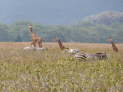 Nakuru-Nationalpark, Kenya