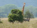 Nakuru-Nationalpark, Kenya