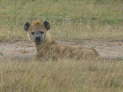 Masai Mara Nationalpark, Kenya