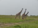 Masai Mara Nationalpark, Kenya