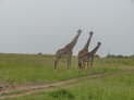 Masai Mara Nationalpark, Kenya