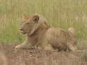 Masai Mara Nationalpark, Kenya