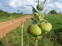 Meru Nationalpark