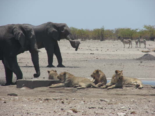 Etosha Nationalpark