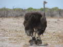 Etosha Nationalpark