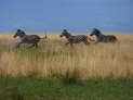 Liuwa Plains Nationalpark