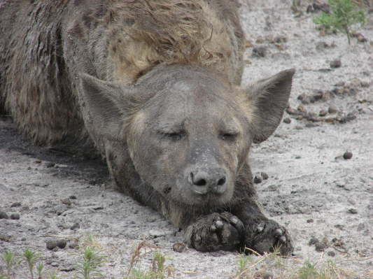 Liuwa Plains Nationalpark