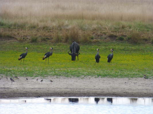 Liuwa Plains Nationalpark