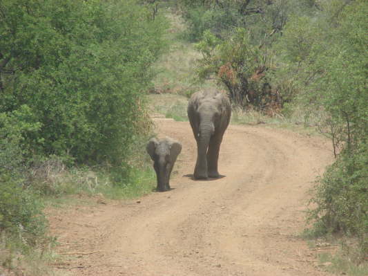 Pilanesberg Nationalpark