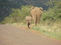 Pilanesberg Nationalpark