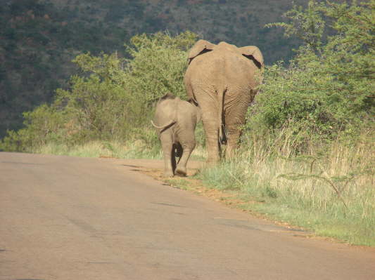 Pilanesberg Nationalpark