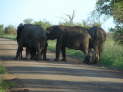 Kruger NP