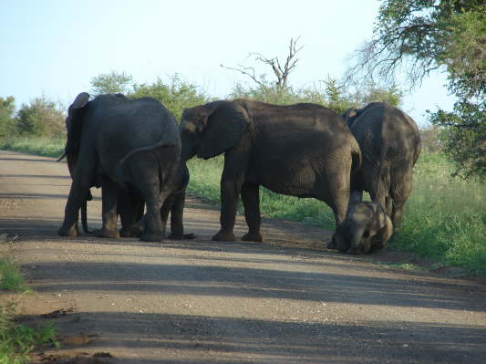 Kruger NP