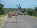 Kruger NP