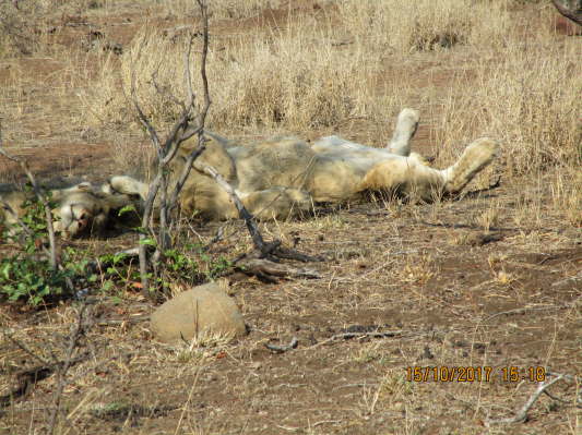 Kruger NP