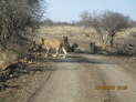 Kruger NP