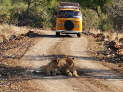 Kruger NP