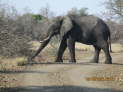 Kruger NP