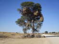 Kgalagadi NP