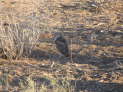 Kgalagadi NP