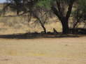 Kgalagadi NP