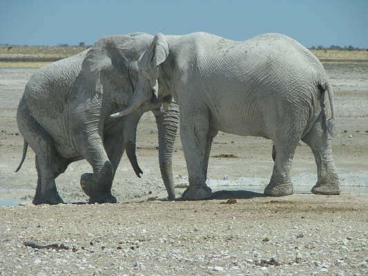 Etosha Nationalpark