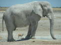 Etosha Nationalpark