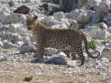 Etosha Nationalpark