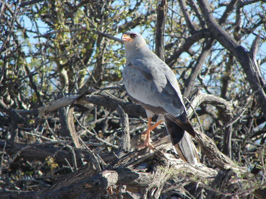 Etosha Nationalpark