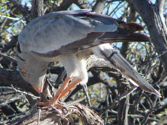 Etosha Nationalpark