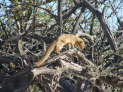 Etosha Nationalpark