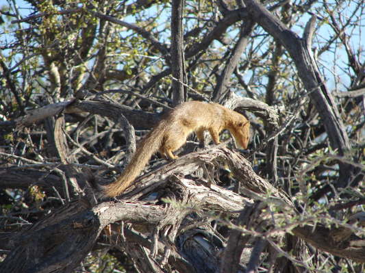 Etosha Nationalpark