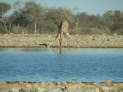 Etosha Nationalpark