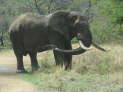 Pilanesberg Nationalpark