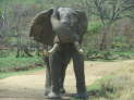 Pilanesberg Nationalpark